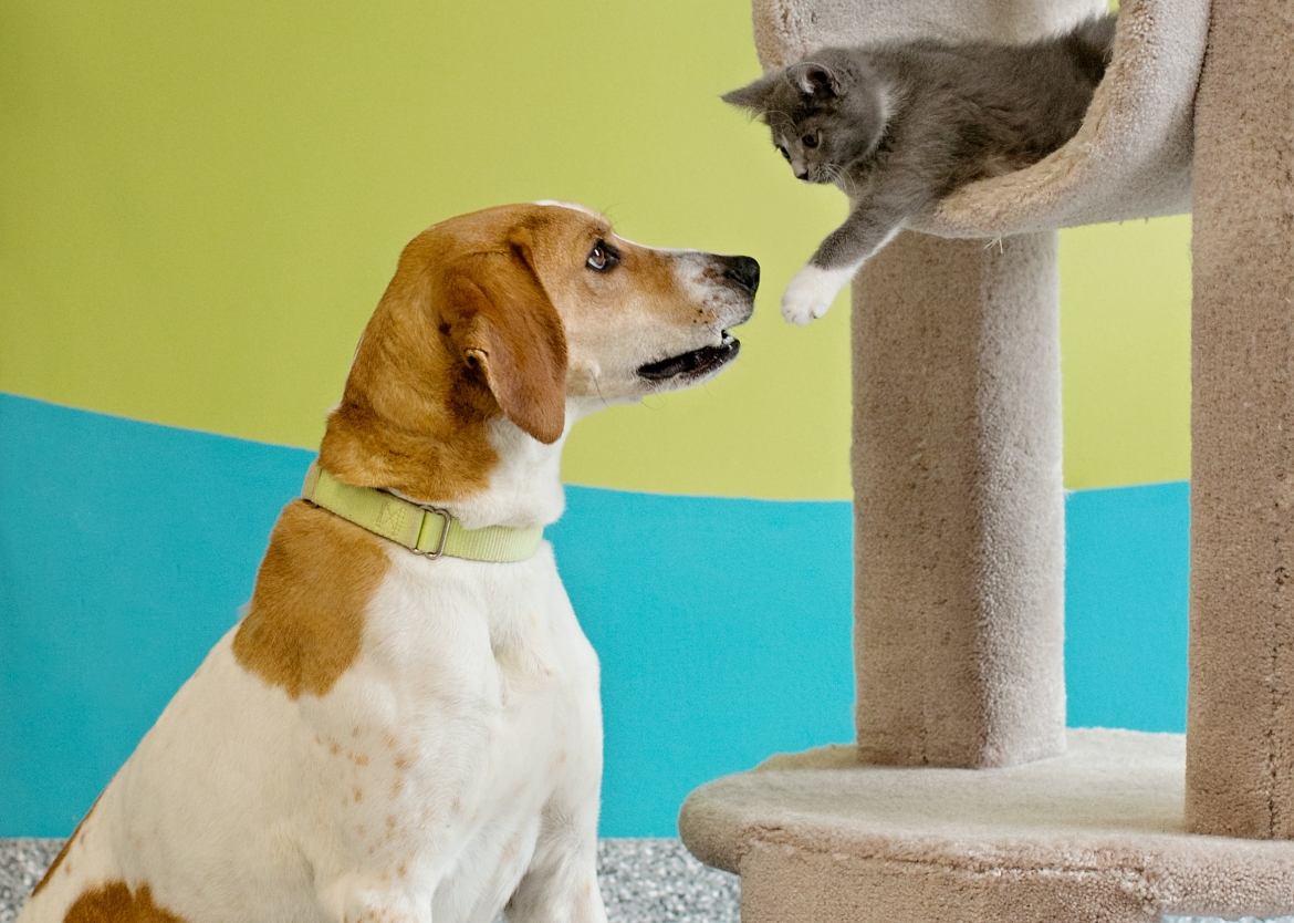 League for Animal Welfare | Home League for Animal Welfare | Home